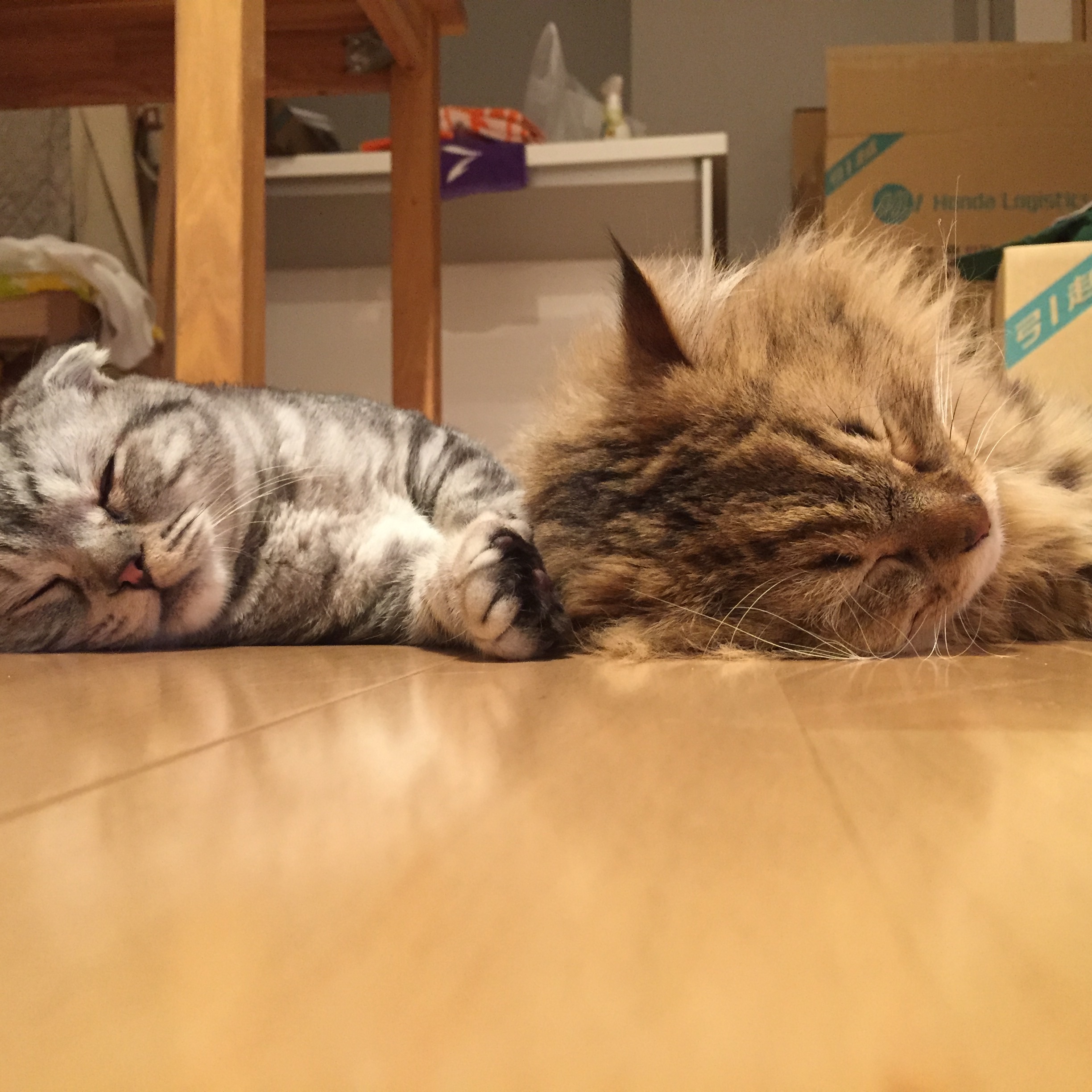 f:id:totolulu22vv:20190607174719j:image