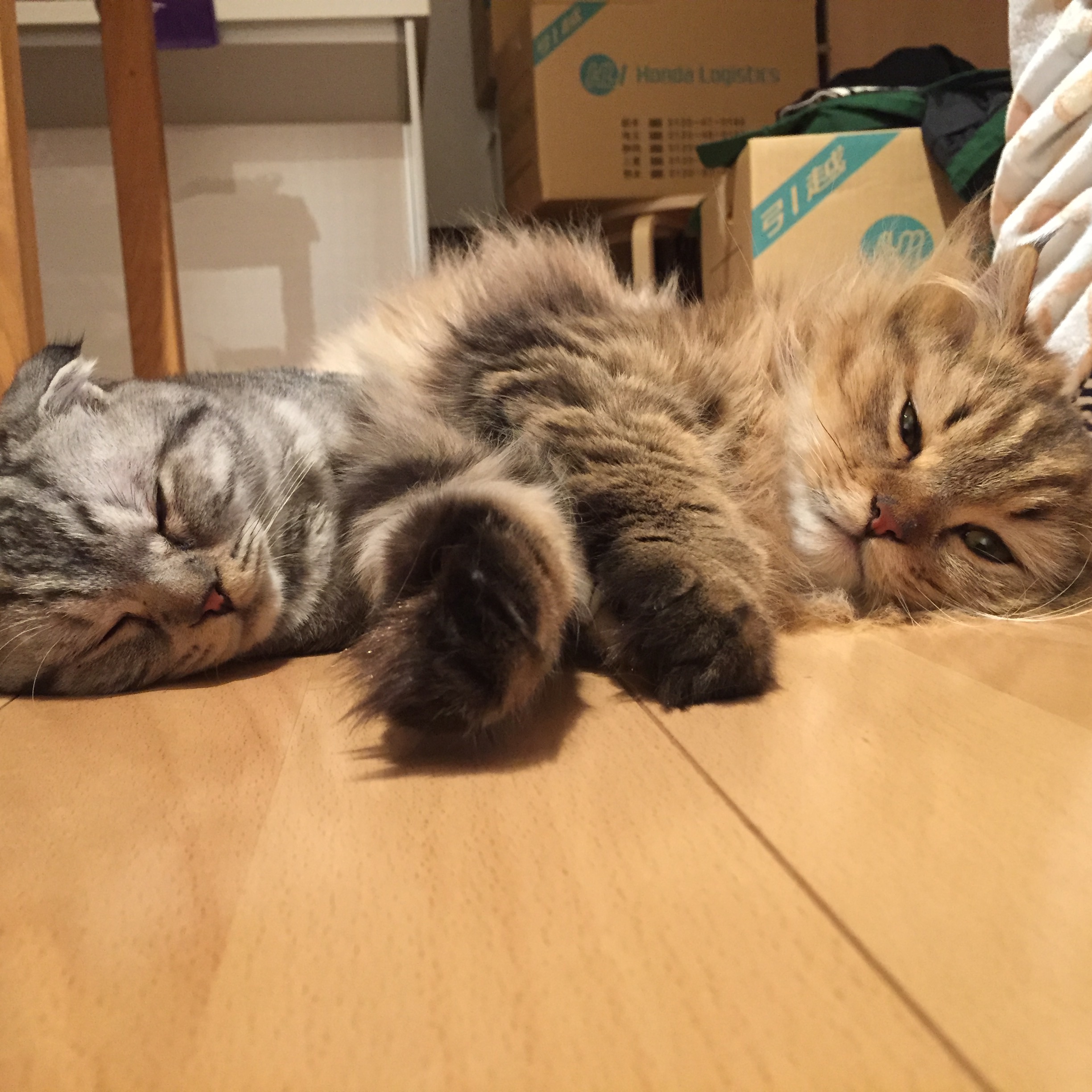 f:id:totolulu22vv:20190607174727j:image