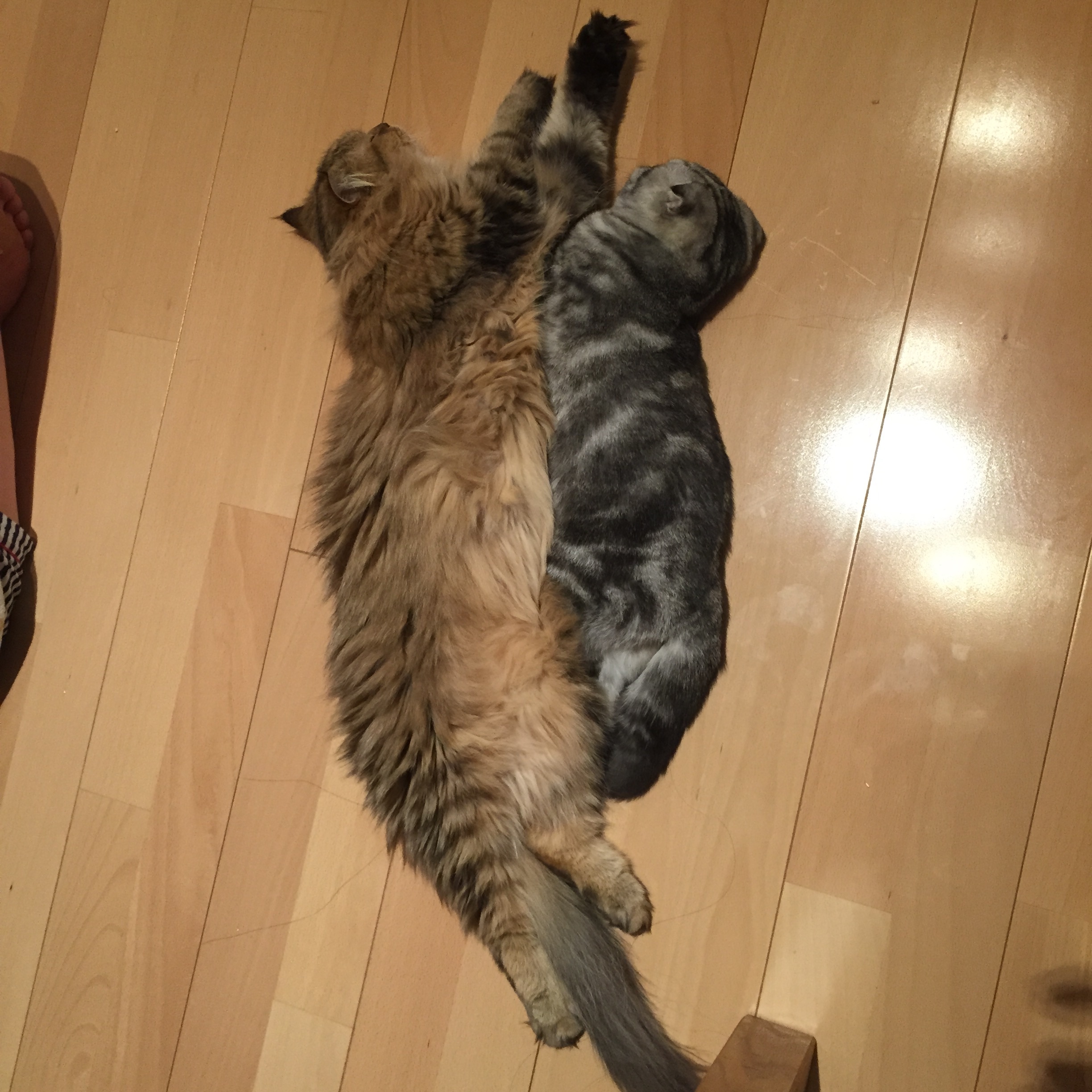 f:id:totolulu22vv:20190607174734j:image