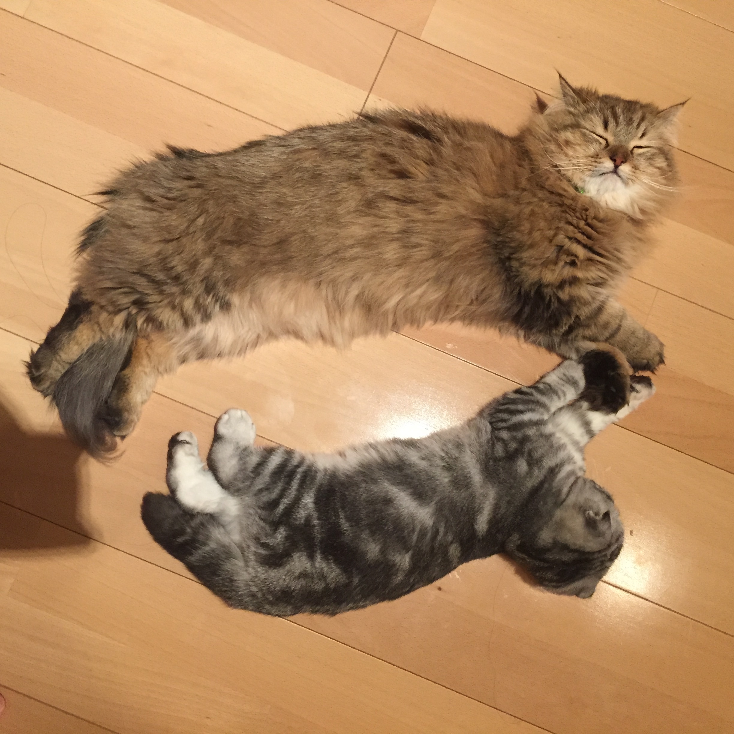 f:id:totolulu22vv:20190607174740j:image