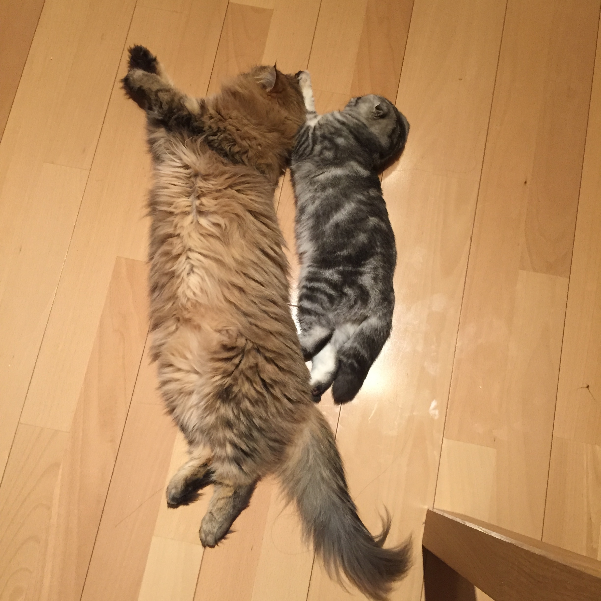 f:id:totolulu22vv:20190607174804j:image