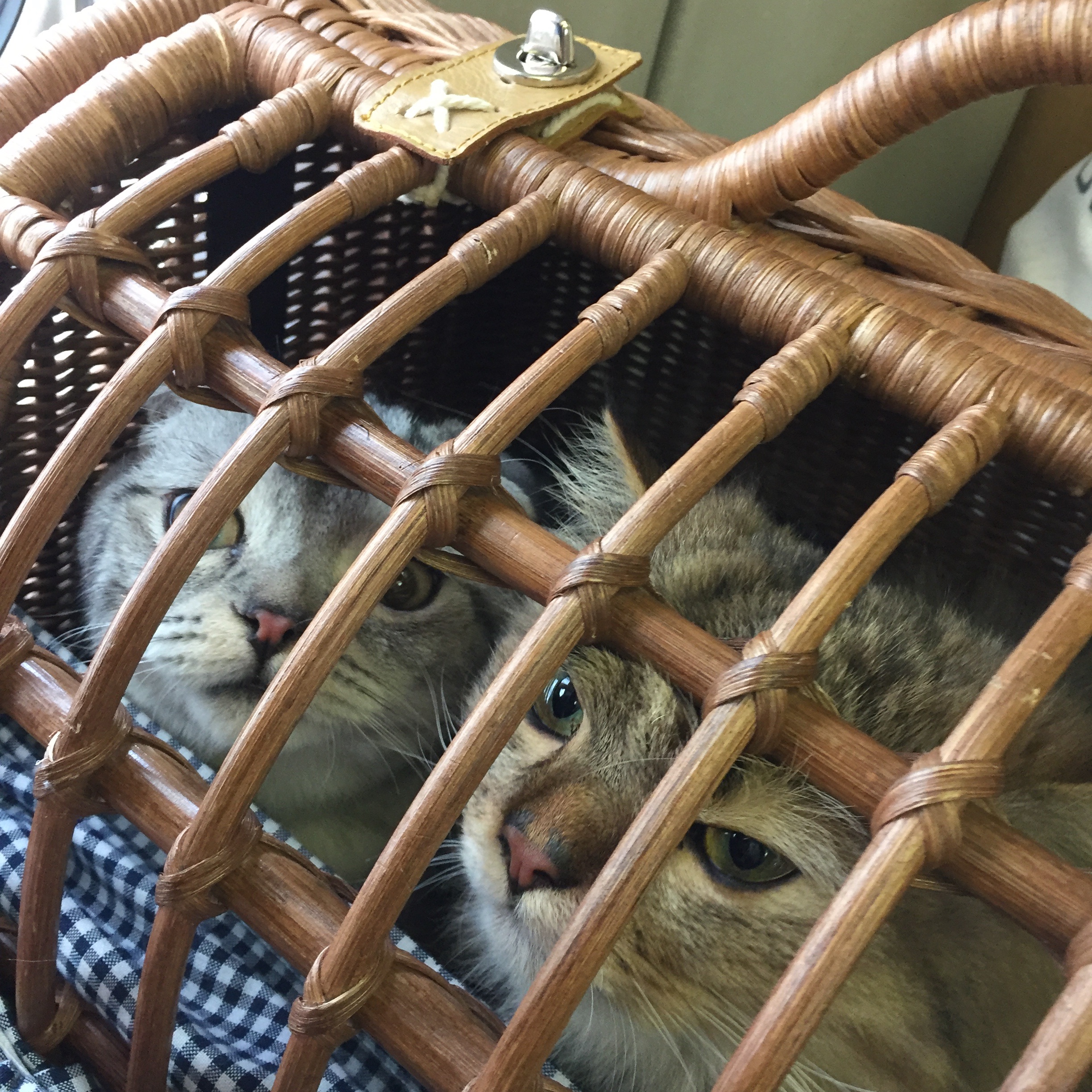 f:id:totolulu22vv:20190607174813j:image