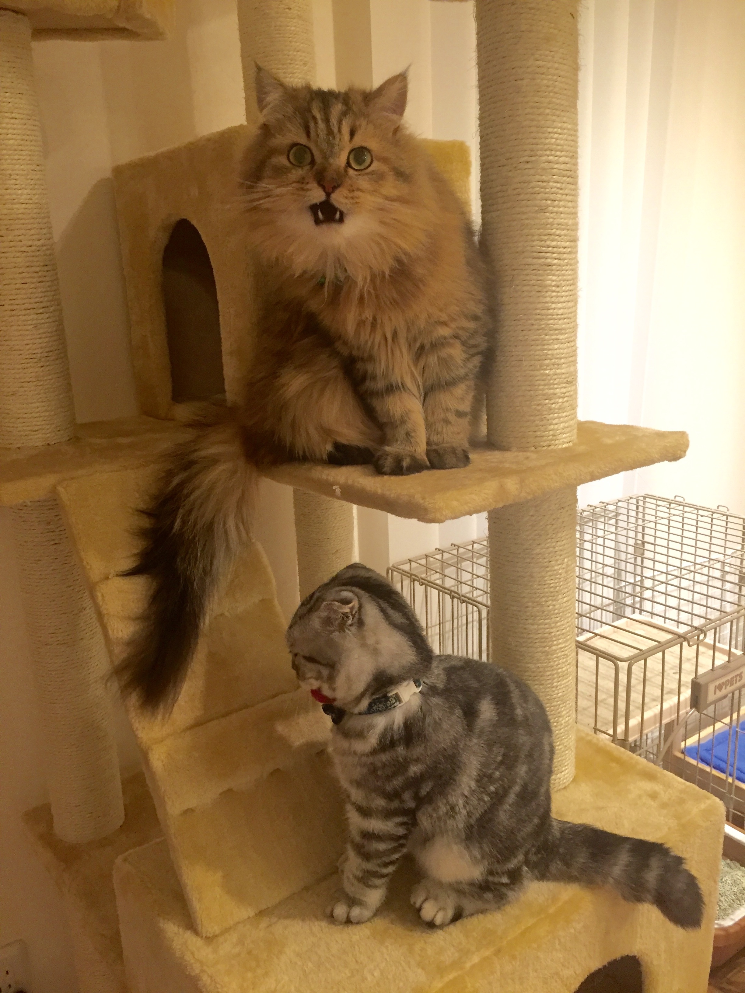 f:id:totolulu22vv:20190620085631j:image