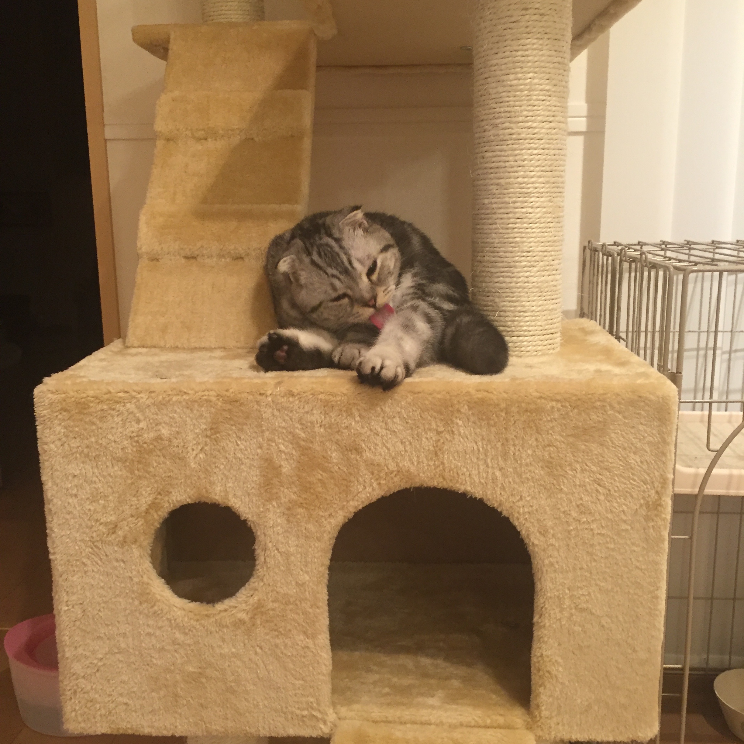 f:id:totolulu22vv:20190620085639j:image