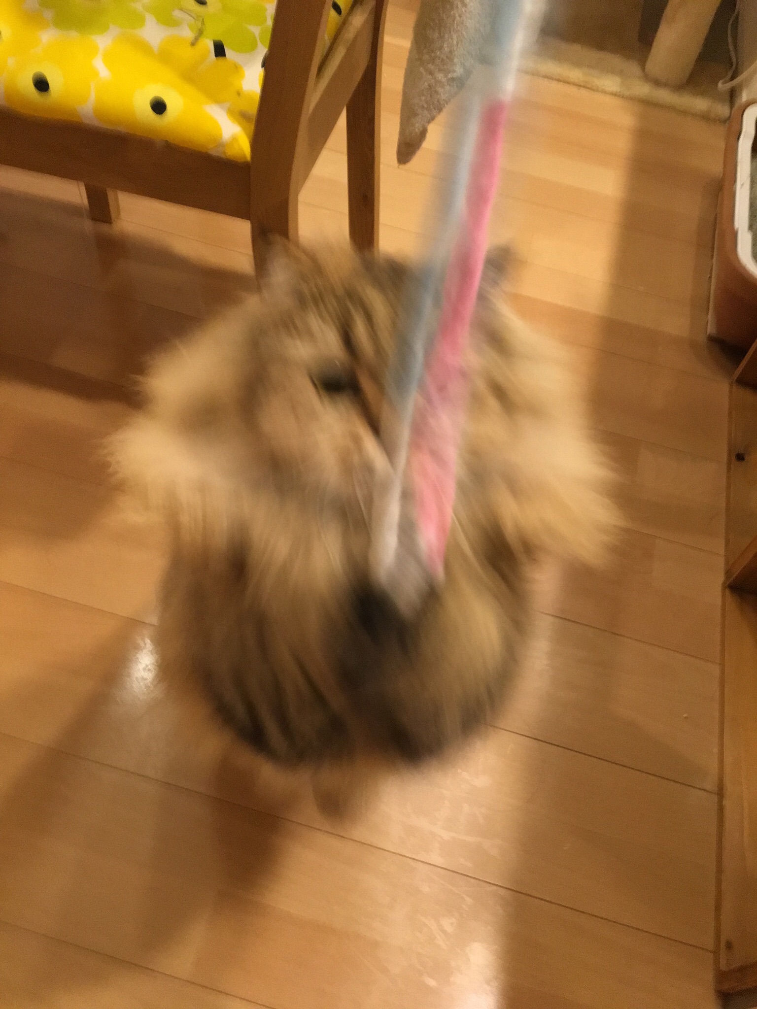 f:id:totolulu22vv:20190620091514j:image