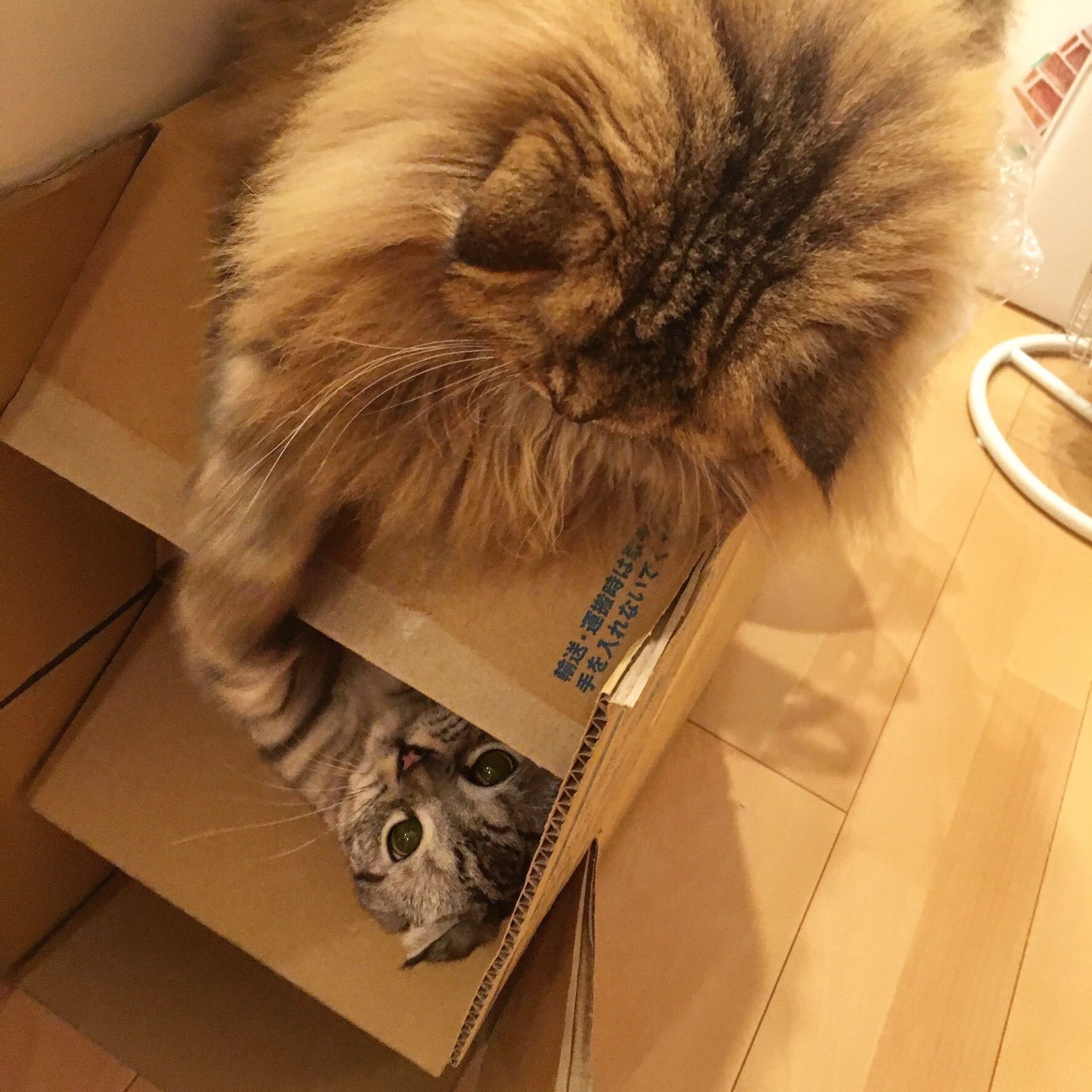 f:id:totolulu22vv:20190620092141j:image