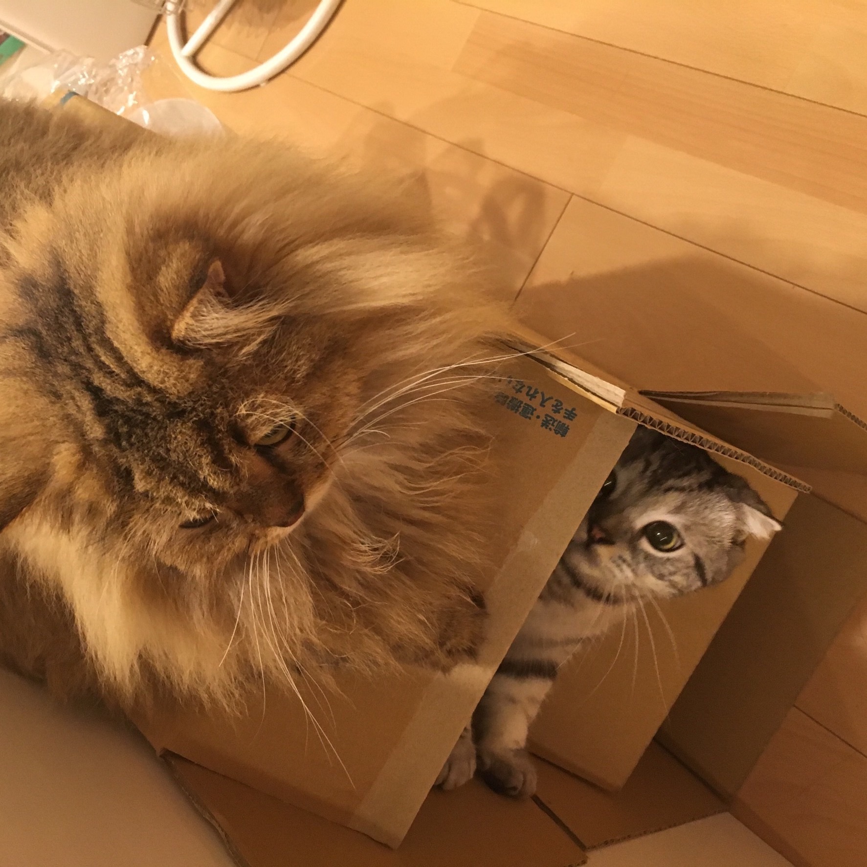 f:id:totolulu22vv:20190620092151j:image