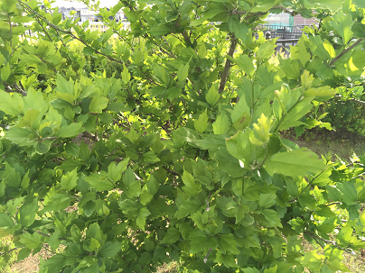 f:id:totorise:20190509132351p:plain f:id:totorise:20190509132351p:plain