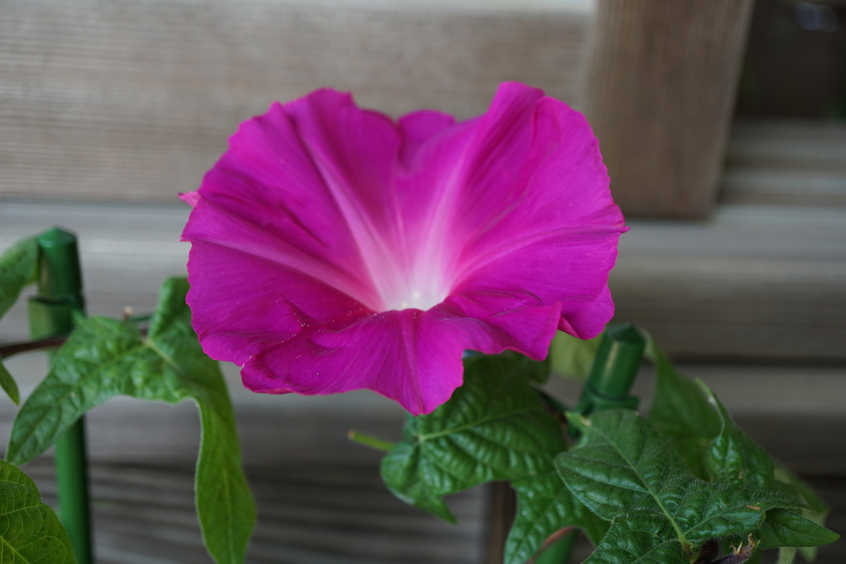 くらしの植物苑：変化朝顔（正木系統） - 毎日が花びより