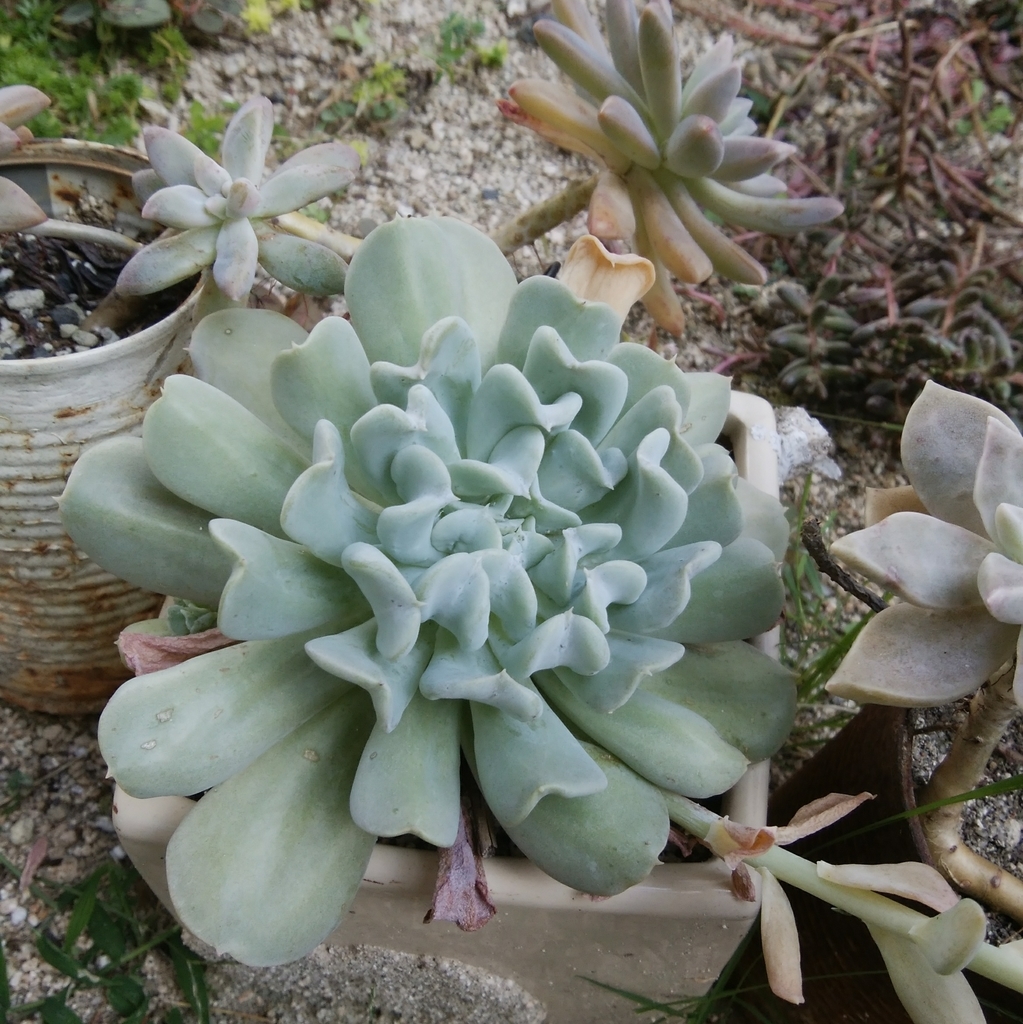 f:id:totorontantan:20181103143735j:plain f:id:totorontantan:20181103143735j:plain
