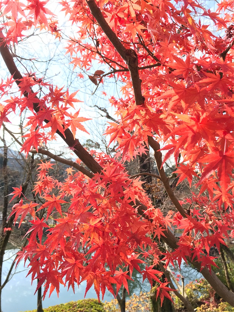 f:id:totorotabi:20181229134819j:image f:id:totorotabi:20181229134819j:image