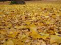 [黄葉][昭和記念公園]折り重なる落葉