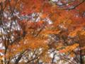 [紅葉][昭和記念公園]最後の輝き