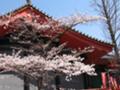 [桜][春][寺]高幡不動１