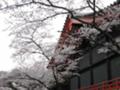 [桜][春][寺]お不動も満開