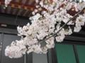 [桜][春][寺]高幡不動奥殿