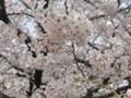 [春][桜]国立大学通り１