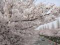 [春][桜]国立大学通り３