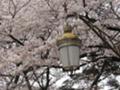 [春][桜]国立大学通り６