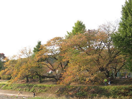 対岸は綾南公園