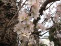 [早春][桜]庭の桜