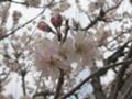 [早春][桜]庭の桜