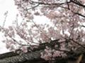 [桜][春]咲きました