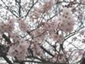 [桜][春]早起きしましたが曇とは…