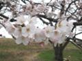 [桜][春]まぁ早起きして良かったかな