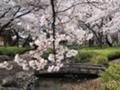 [春][桜]木橋と桜@根川緑道