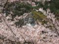 [春][桜][寺]観音様