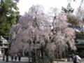 [春][桜][神社]しだれ桜@大国魂神社