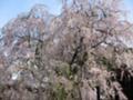 [春][桜][神社]しだれ桜@大国魂神社