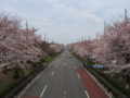 [桜][春]国立大学通り