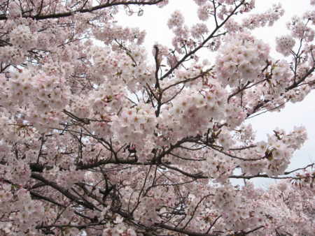 [桜][春][日野市中央公園]