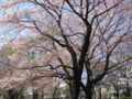 [春][桜][日野市中央公園]