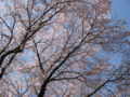 [春][日野市中央公園]