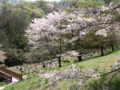 [春][桜][長沼公園]