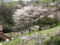 [春][桜][長沼公園]