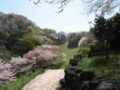 [春][新緑][桜][長沼公園]