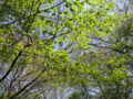 [春][新緑][長沼公園]