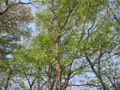 [春][新緑][長沼公園]