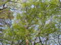 [春][新緑][長沼公園]