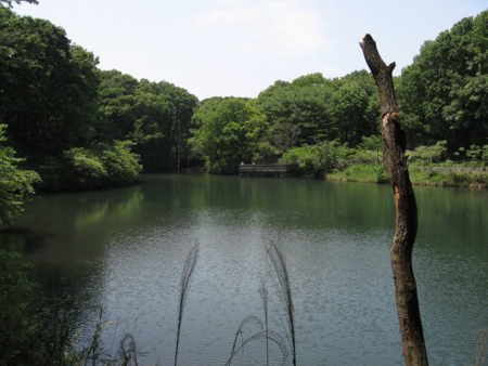 [長池公園][水辺]