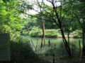 [長池公園][水辺]