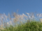 [長池公園][秋]