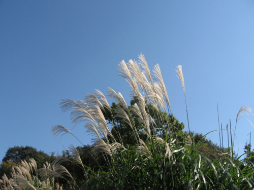 [長池公園][秋]