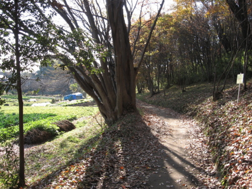 12月の里山