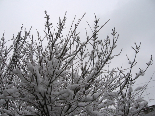 [雪][冬]