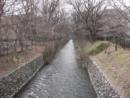 冬の玉川上水